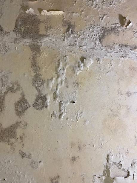 Best Attic Mold Removal  in Good Hope, CA
