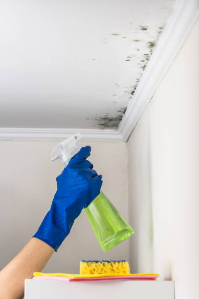 Office Mold Removal Services in Good Hope, CA